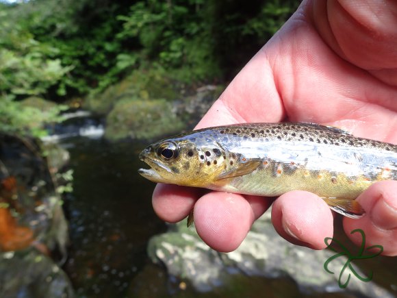 Glen Helen gratuitous Tenkara trout picture