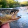 River Neb Trout