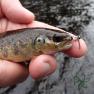 Trout with the Mobile Jig Fly