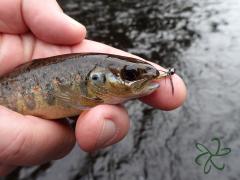 Trout with the Mobile Jig Fly