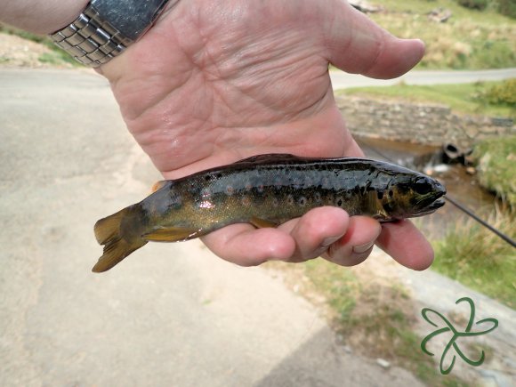 Rhenass River Trout