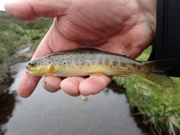 Druidale Trout