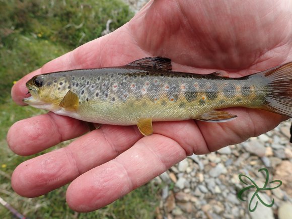 Druidale Trout