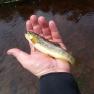 Rhenass River Trout