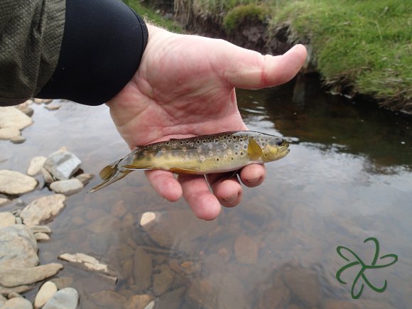 Rhenass River Trout