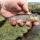 Rhenass River Trout