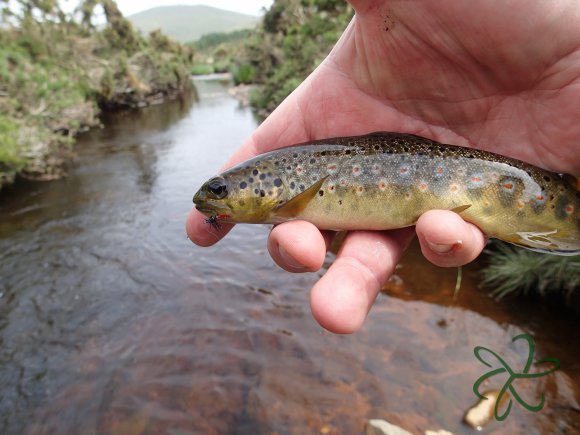 Rhenass River Trout