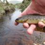 Rhenass River Trout