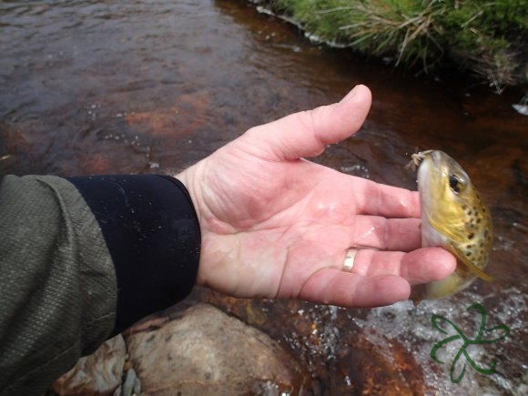 Rhenass River Trout