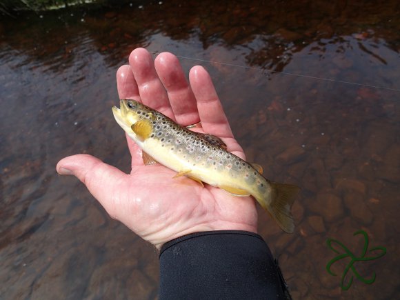 Rhenass River Trout