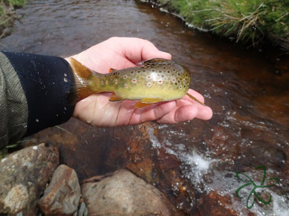 Rhenass River Trout