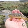 Rhenass River Trout