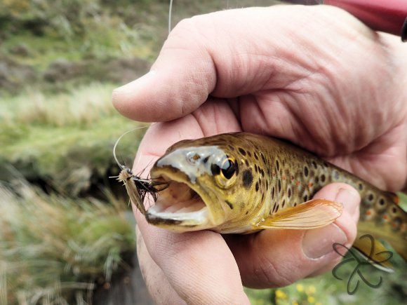 Brown trout on Tenkara dry fly