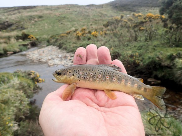 Another fish falls to the dry fly