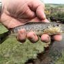 Rhenass River Trout