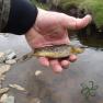 Rhenass River Trout