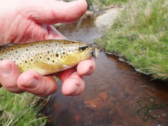 Rhenass River Trout