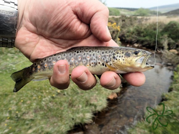 Rhenass River Trout