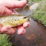 Rhenass River Trout