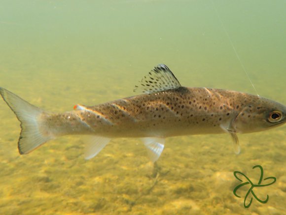 Silverburn River (lower stretch)