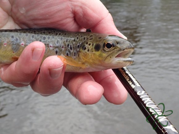 Silverburn Lower Stretch - Trout