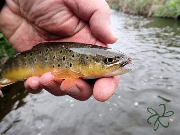 Silverburn Lower Stretch - Trout