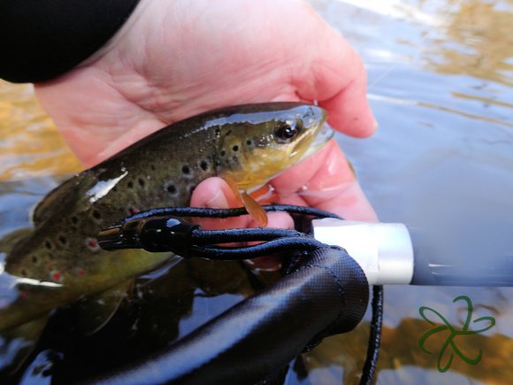 Silverburn Lower Stretch - Trout