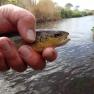 Silverburn Lower Stretch - Trout