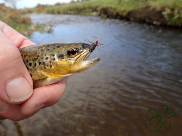 Silverburn Lower Stretch - Trout