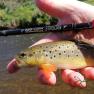 Silverburn Lower Stretch - Strooan Tenkara