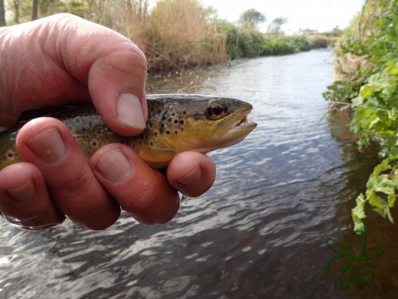 Silverburn Lower Stretch - Trout