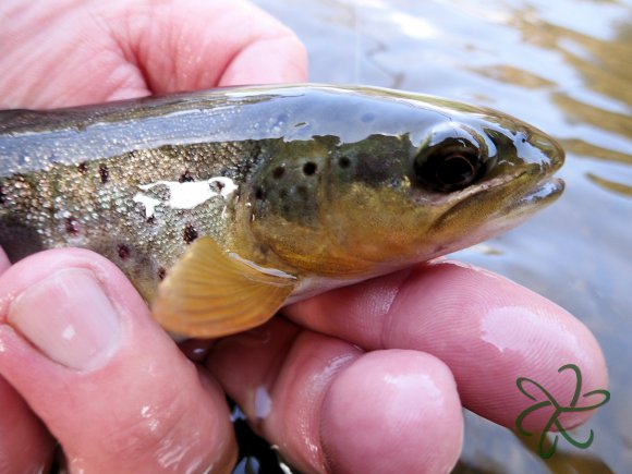 Silverburn Lower Stretch - Trout