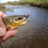 Silverburn Lower Stretch - Trout