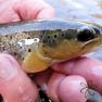 Silverburn Lower Stretch - Trout