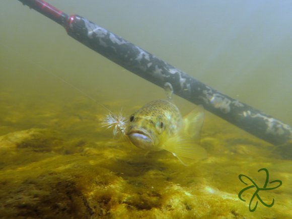 Silverburn Lower Stretch - Trout