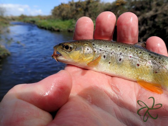 Silverburn Lower Stretch - Trout