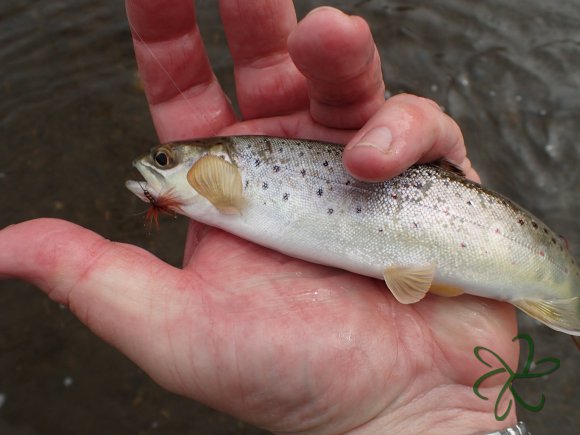 Silverburn trout