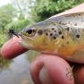 Upper Silverburn River