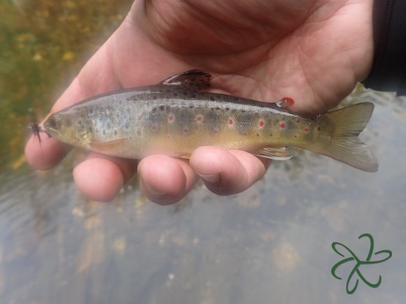 Upper Silverburn River