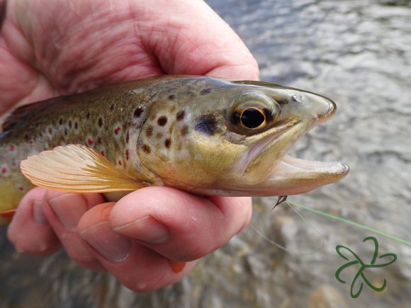 Silverburn trout