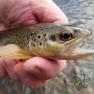 Silverburn trout