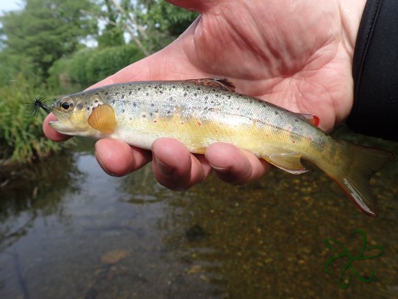 Upper Silverburn River