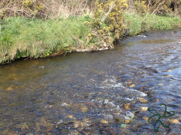 Silverburn Undercut