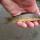 Silverburn Small Trout