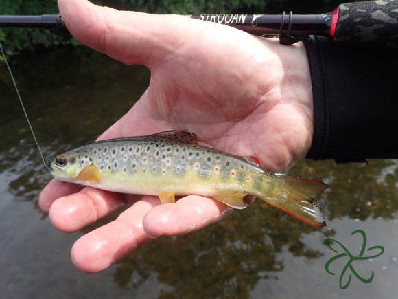 Upper Silverburn River