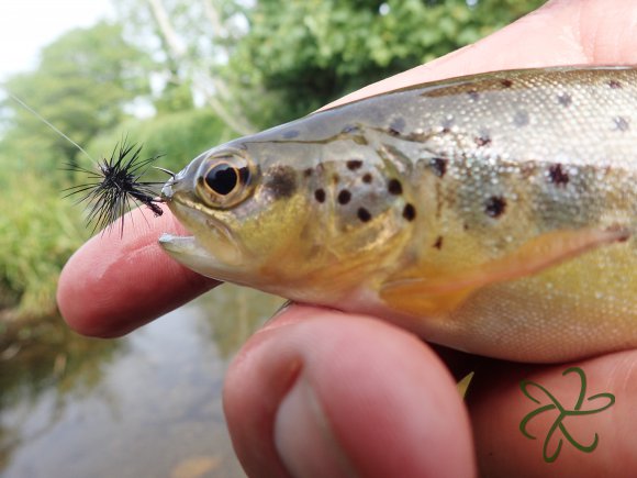 Upper Silverburn River