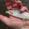 Silverburn trout