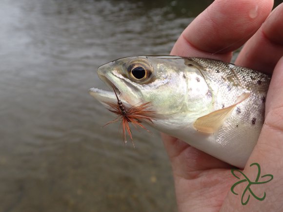 Silverburn Trout