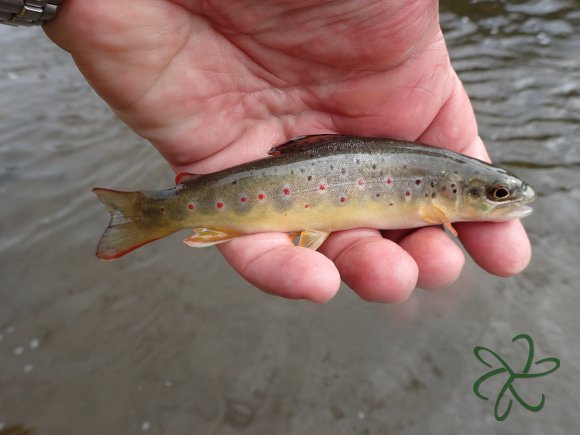 Silverburn Small Trout