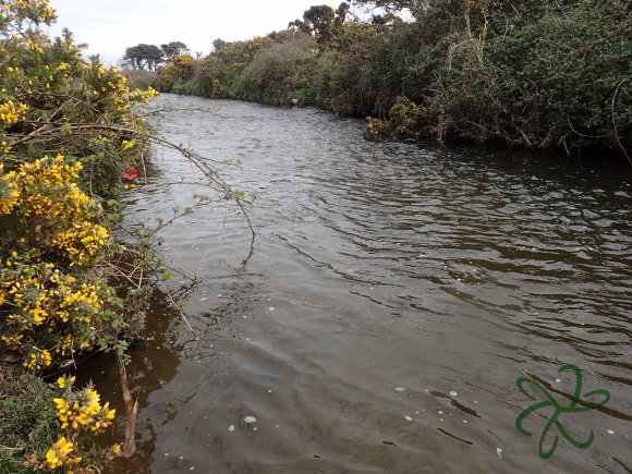 Productive Pool on the Silverburn River for Tenkara Dry Fly